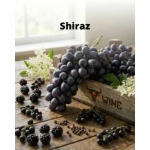 Syrah / Shiraz